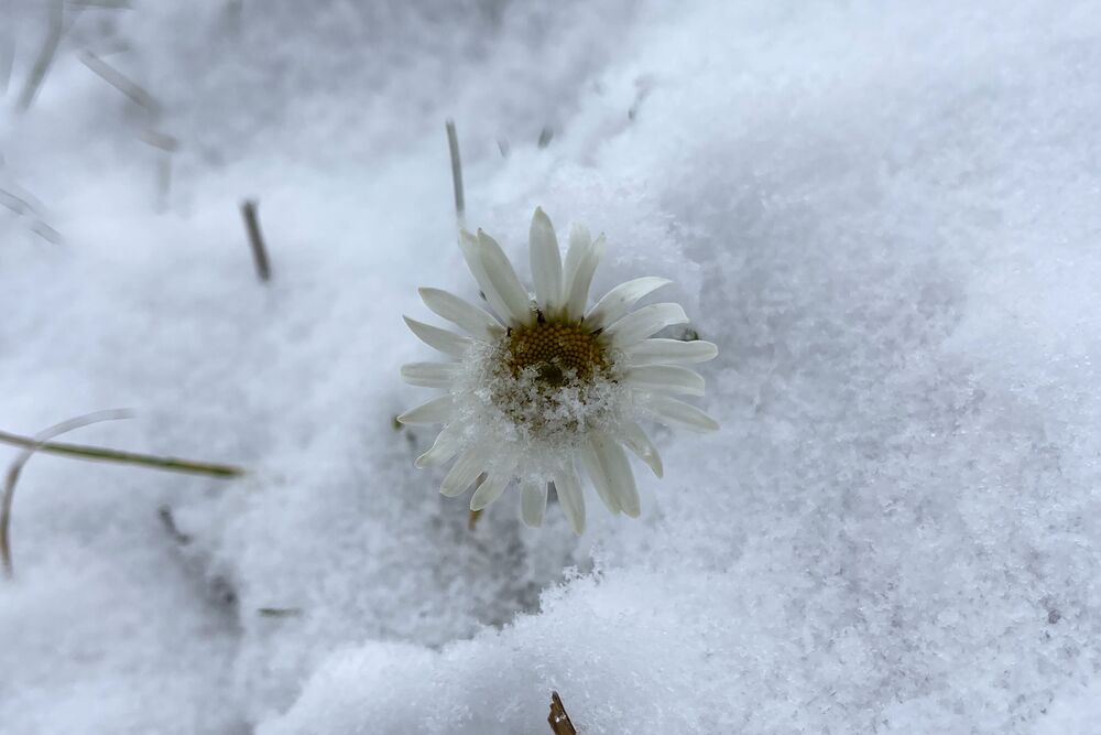 Vom 29. auf den 30. November brachte kräftiger Schneefall in den tiefen Lagen der Alpennordseite verbreitet eine erste Schneedecke, Standort Hallwil AG. (Fotos: Andreas Walker)